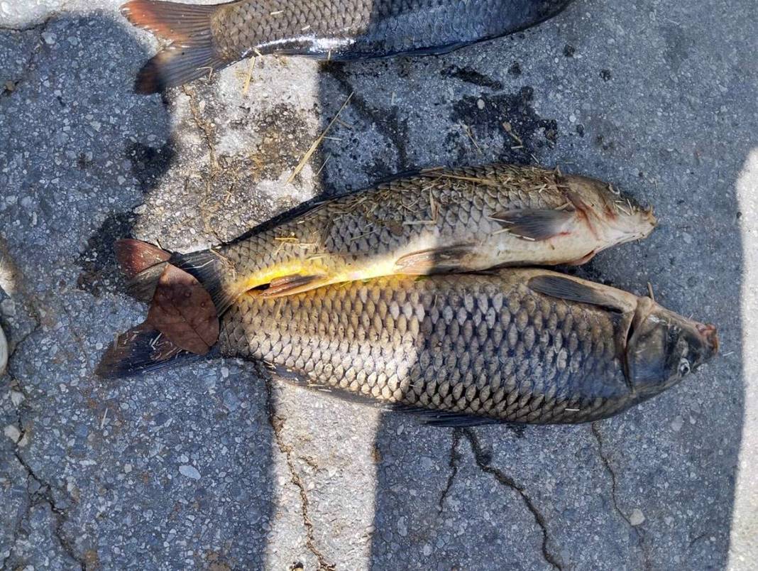 O kentte korkunç manzara: Maske ve eldivenle kamyonete yüklediler! Mahalleli endişeli: Daha önce böyle bir şey yaşamadık 7